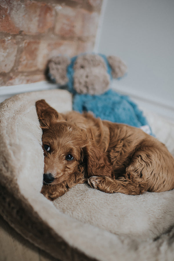 My Dog Luxury Plush Dog Toy - Monkey