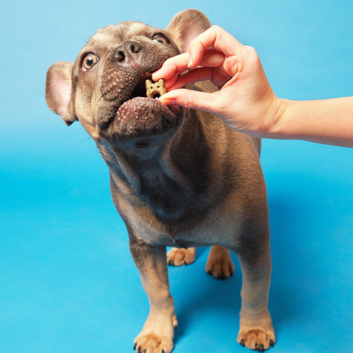Health & Digestion Mini Bone Dog Treats 125g