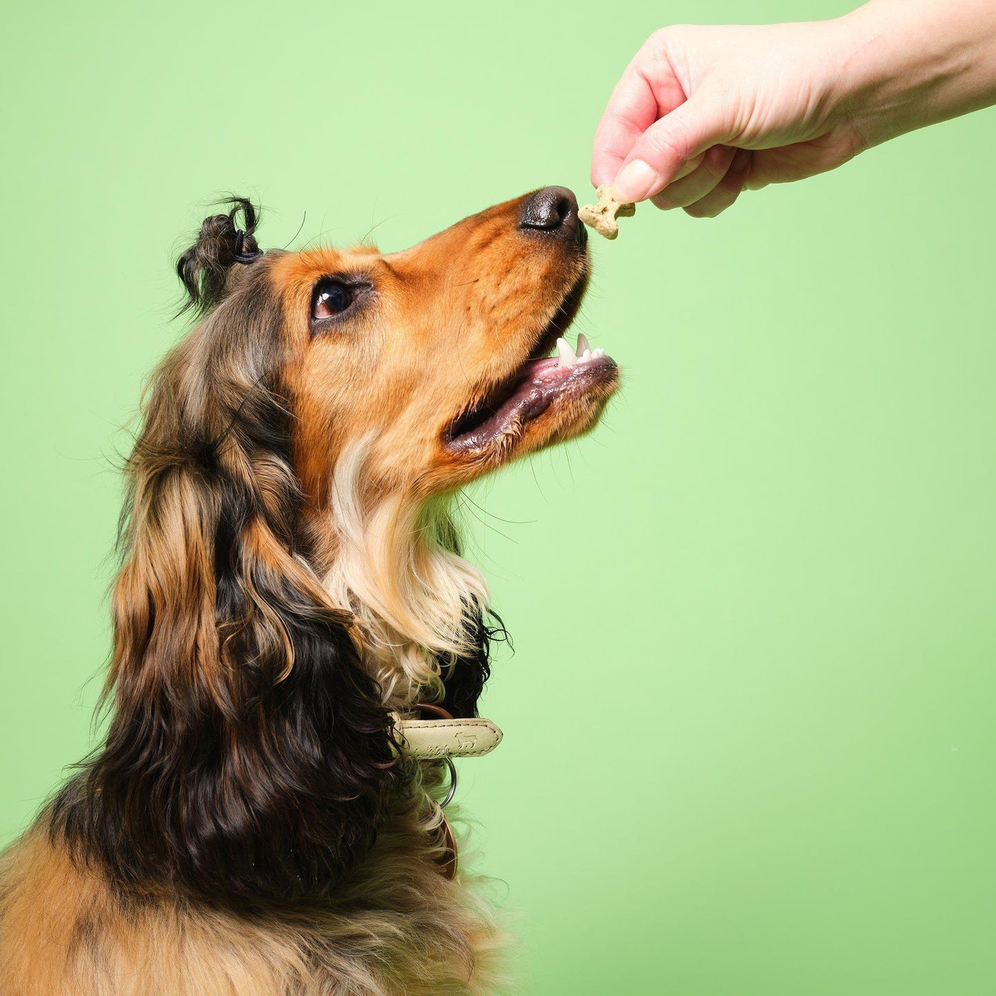 Fresh Breath Mini Bone Dog Treats 125g