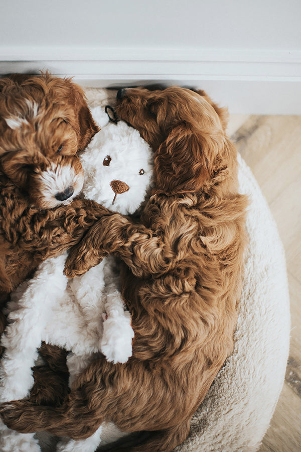 My Dog Luxury Plush Dog Toy - Bear